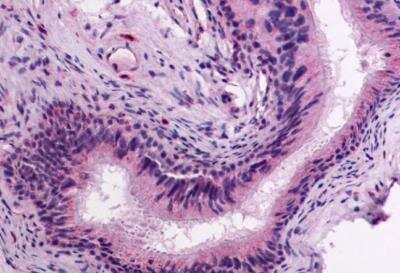 Immunohistochemistry-Paraffin: GPR64 Antibody [NLS1262] - Epididymis