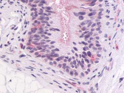 Immunohistochemistry-Paraffin: GPR64 Antibody [NLS1264] - Analysis of anti-GPR64 antibody with epididymis, ductal epithelium.
