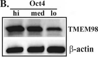 <b>Biological Strategies Validation. </b>Western Blot: GPR64 Antibody [NBP1-84906] - Expression of selected genes in BCC subsets. Western blots for GPR64, TMEM98, FAT4, RAP1A and FN1 using whole cell extracts expression from Oct4hi, Octmed and Oct4low, isolated as for 'A'. The results represent four different independent experiments. Image collected and cropped by CiteAb from the following publication (//www.nature.com/articles/s41598-017-18834-5), licensed under a CC-BY license.