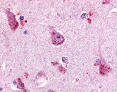 Immunohistochemistry-Paraffin: OGR1 Antibody [NLS1195] - Analysis in human brain, cortex.