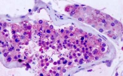 Immunohistochemistry-Paraffin: GPR75 Antibody [NLS3252] - Anti-GPR75 antibody IHC of human testis. Immunohistochemistry of formalin-fixed, paraffin-embedded tissue after heat-induced antigen retrieval. Antibody dilution 4-7 ug/ml.