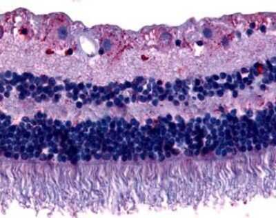 Immunohistochemistry-Paraffin: GPR75 Antibody [NLS3259] - Analysis of anti-GPR75 antibody with retina