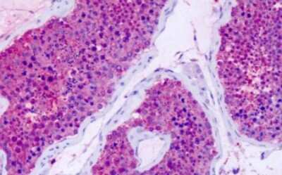 Immunohistochemistry-Paraffin: GPR75 Antibody [NLS3259] - Anti-GPR75 antibody IHC of human testis. Immunohistochemistry of formalin-fixed, paraffin-embedded tissue after heat-induced antigen retrieval. Antibody dilution 18 ug/ml.