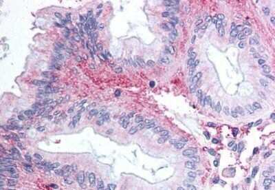 Immunohistochemistry-Paraffin: GPR81 Antibody [NBP1-02381] - Staining of human colon, epithelium. Immunohistochemistry of formalin-fixed, paraffin-embedded tissue after heat-induced antigen retrieval. Antibody concentration 11 ug/ml.