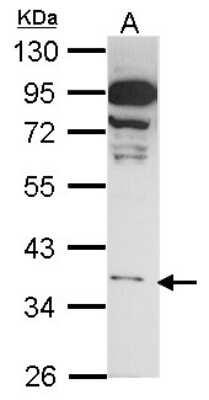 Western Blot: GPR81 Antibody [NBP1-32128] - Sample (30 ug of whole cell lysate) A: 293T 10% SDS PAGE; antibody diluted at 1:1000.