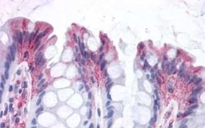 Immunohistochemistry-Paraffin: GPR82 Antibody [NLS2707] - Anti-GPR82 antibody IHC of human colon. Immunohistochemistry of formalin-fixed, paraffin-embedded tissue after heat-induced antigen retrieval.
