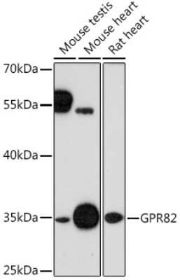 Western Blot: GPR82 Antibody [NBP3-03902] - Western blot analysis of extracts of various cell lines, using GPR82 Rabbit pAb (NBP3-03902) at 1:1000 dilution. Secondary antibody: HRP Goat Anti-Rabbit IgG (H+L) at 1:10000 dilution. Lysates/proteins: 25ug per lane. Blocking buffer: 3% nonfat dry milk in TBST. Detection: ECL Enhanced Kit. Exposure time: 90s.