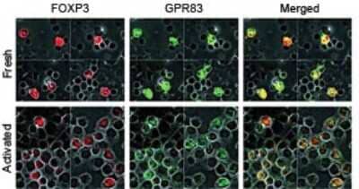 Immunocytochemistry/ Immunofluorescence GPR83 Antibody - BSA Free
