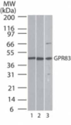 Western Blot: GPR83 Antibody [NBP2-24515] - Analysis of GPR83 in lysate from 1) human brain, 2) mouse brain, and 3) rat brain using GPR83 antibody at 0.5 ug/ml.
