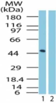 Western Blot: GPR83 Antibody [NBP2-24515] - Analysis of GPR83 in mouse brain lysate in the 1) absence and 2) presence of immunizing peptide using GPR83 antibody at 0.25 ug/ml.