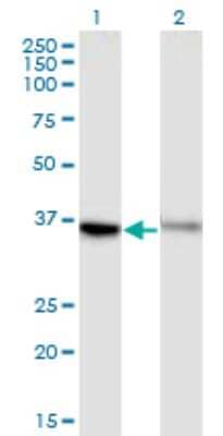Western Blot: GPR84 Antibody (1D9) [H00053831-M03] - Analysis of GPR84 expression in transfected 293T cell line by GPR84 monoclonal antibody (M03), clone 1D9. Lane 1: GPR84 transfected lysate (Predicted MW: 43.7 KDa). Lane 2: Non-transfected lysate.