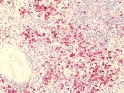 Immunohistochemistry-Paraffin: GPR84 Antibody [NLS343] - Analysis of anti-GPR84 antibody in human spleen tissue