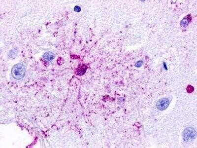 Immunohistochemistry-Paraffin GPR84 Antibody - BSA Free