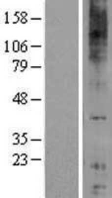 Western Blot GPR84 Overexpression Lysate