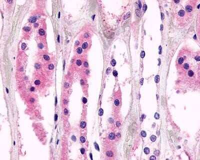 Immunohistochemistry-Paraffin: GPR98 Antibody [NLS1727] - Analysis of anti-GPR98 antibody with kidney, renal tubules at 4 ug/ ml.