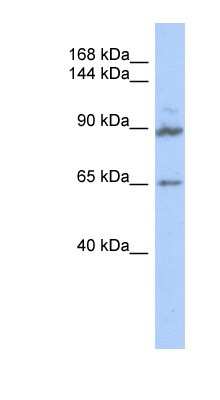 Western Blot: GPRASP2 Antibody [NBP1-56710] - Titration: 0.2-1 ug/ml, Positive Control: Transfected 293T.