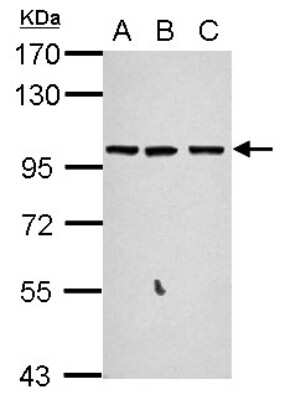 Western Blot: GPRASP2 Antibody [NBP2-16729] - Sample (30 ug of whole cell lysate) A: A549 B: H1299 C: MCF-7 7. 5% SDS PAGE gel, diluted at 1:1000.