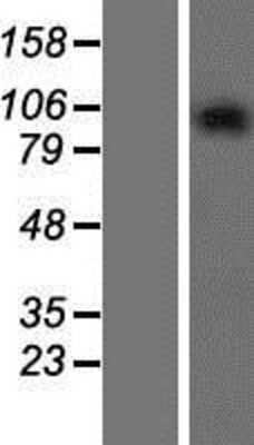 Western Blot: GPRASP2 Overexpression Lysate (Adult Normal) [NBP2-05673] Left-Empty vector transfected control cell lysate (HEK293 cell lysate); Right -Over-expression Lysate for GPRASP2.