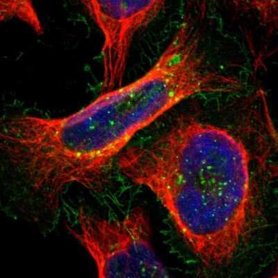 Immunocytochemistry/Immunofluorescence: GPRC5A/RAI3 Antibody [NBP1-89743] - Staining of human cell line U-2 OS shows localization to nucleoli, plasma membrane & vesicles. Antibody staining is shown in green.
