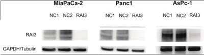 Western Blot: GPRC5A/RAI3 Antibody [NBP1-89743] - Wester Blot: Pancreatic cell lines, where NC1 and NC2 represent negative controls.