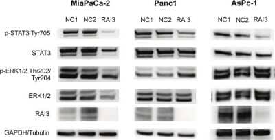 <b>Genetic Strategies Validation and Orthogonal Strategies Validation.</b>Western Blot: GPRC5A/RAI3 Antibody [NBP1-89743] - Western Blot analysis of different pathways were tested for alteration in knock-down with GPRC5A siRNA in comparison to negative control. Phosphorylation of STAT3 at Tyr705 is reduced in knock-down of all three cell lines, whereas Phospho-ERK is not changed significantly (see S2 Fig for original Western blot images). (n = 3). Image collected and cropped by CiteAb from the following publication (//dx.plos.org/10.1371/journal.pone.0170390), licensed under a CC-BY license.