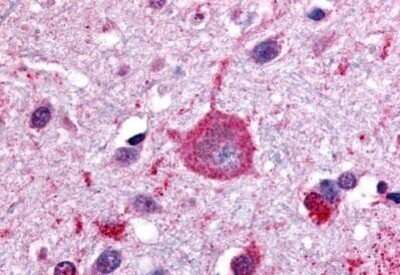 Immunohistochemistry-Paraffin: GPRC5B Antibody - BSA Free [NB100-58991] - Analysis of anti-GPRC5B antibody with human brain, cortex at concentration 20 ug/ml.
