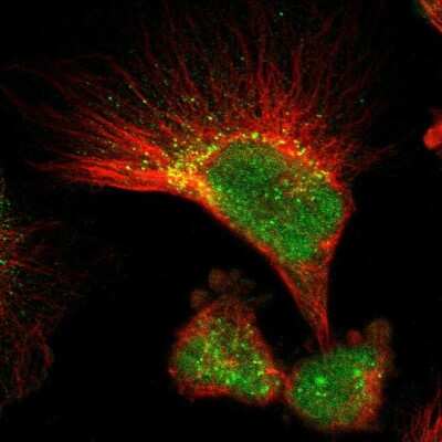 Immunocytochemistry/ Immunofluorescence GPRC5B Antibody - BSA Free