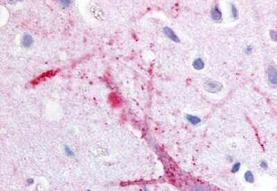 Immunohistochemistry-Paraffin: GPRC5B Antibody [NBP1-02378] - Staining of human brain, cortex. Immunohistochemistry of formalin-fixed, paraffin-embedded tissue after heat-induced antigen retrieval. Antibody concentration 20 ug/ml.