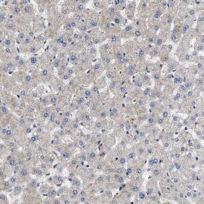 Immunohistochemistry-Paraffin: GPRC5B Antibody [NBP1-87160] - Staining of human liver shows weak positivity in hepatocytes as expected.