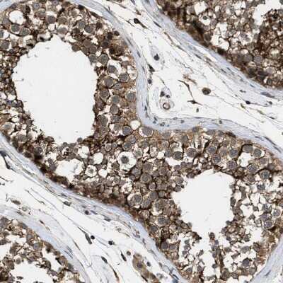 Immunohistochemistry-Paraffin: GPRC5B Antibody [NBP1-87160] - Staining of human testis shows strong membranous and cytoplasmic positivity in cells in seminiferous ducts.