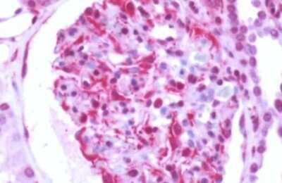 Immunohistochemistry-Paraffin GPRC5B Antibody - BSA Free
