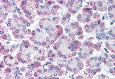 Immunohistochemistry-Paraffin: GPRC5C Antibody [NBP1-02395] - Staining of human pancreas formalin-fixed, paraffin-embedded tissue after heat-induced antigen retrieval. Antibody concentration 32 ug/ml.