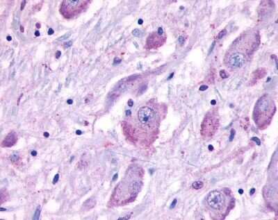 Immunohistochemistry-Paraffin: GPRC6A Antibody [NLS2581] - Analysis of anti-GPRC6A antibody with brain.