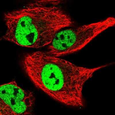 Immunocytochemistry/Immunofluorescence: GPRIN2 Antibody [NBP2-47444] - Immunofluorescent staining of human cell line A549 shows localization to nucleoplasm.