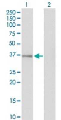 Western Blot: GPS2 Antibody (3C4) [H00002874-M01] - Analysis of GPS2 expression in transfected 293T cell line by GPS2 monoclonal antibody (M01), clone 3C4.Lane 1: GPS2 transfected lysate (Predicted MW: 36.7 KDa).Lane 2: Non-transfected lysate.