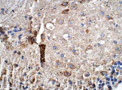 Immunohistochemistry-Paraffin: GPS2 Antibody [NBP3-12314] - Mouse Cerebellum.  1:50 dilution in IHC blocking buffer. DAB (brown) staining and Hematoxylin QS (blue) counterstain. 40X magnification.