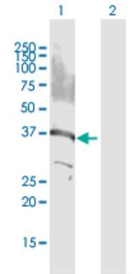 Western Blot: GPS2 Antibody [H00002874-D01P] - Analysis of GPS2 expression in transfected 293T cell line by GPS2 polyclonal antibody.Lane 1: GPS2 transfected lysate(36.70 KDa).Lane 2: Non-transfected lysate.