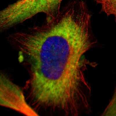 Immunocytochemistry/Immunofluorescence: GPSM2 Antibody [NBP1-85232] - Immunofluorescent staining of human cell line U-251 MG shows localization to cytosol.