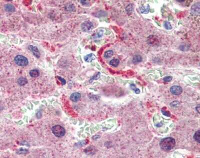 Immunohistochemistry: GPSM2 Antibody [NBP1-53125] - Analysis of human liver after heat-induced Antigen retrieval. Antibody concentration 5 ug/ml.