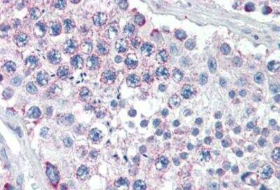 Immunohistochemistry-Paraffin: GPSM2 Antibody [NB100-57096] - Staining of paraffin embedded Human Testis with antibody at 5 ug/mL. Steamed antigen retrieval with citrate buffer pH 6, AP-staining.