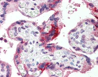 Immunohistochemistry-Paraffin: GPSM2 Antibody [NBP1-53125] - Human Placenta.