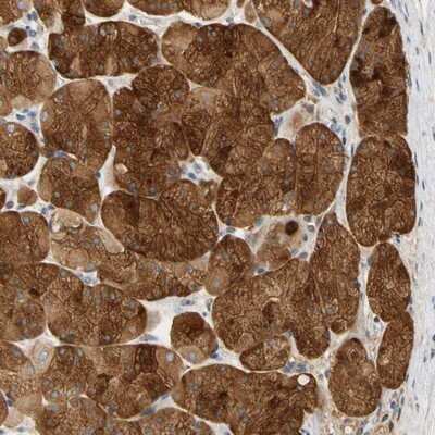 Immunohistochemistry-Paraffin: GPSM2 Antibody [NBP1-85231] - Staining of human stomach shows strong cytoplasmic positivity in glandular cells.