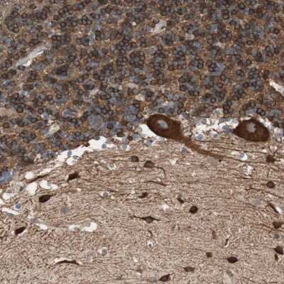 Immunohistochemistry-Paraffin: GPSM2 Antibody [NBP1-85232] - Staining of human cerebellum shows strong cytoplasmic positivity in Purkinje cells in molecular layer and granular layer.