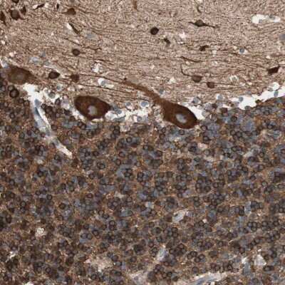 Immunohistochemistry-Paraffin: GPSM2 Antibody [NBP1-85232] - Staining of human cerebellum shows strong cytoplasmic and membranous positivity in Purkinje cells as well as in cells in molecular and granular layer.