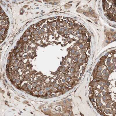 Immunohistochemistry-Paraffin: GPSM2 Antibody [NBP1-85232] - Staining of human testis shows strong cytoplasmic positivity in cells in seminiferous ducts.
