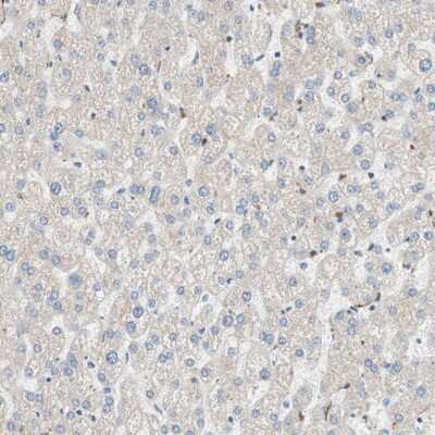 Immunohistochemistry-Paraffin: GPSM2 Antibody [NBP1-85232] - Staining of human liver shows no positivity in hepatocytes as expected.