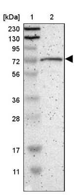 Western Blot: GPSM2 Antibody [NBP1-85231] - Lane 1: Marker  [kDa] 230, 130, 95, 72, 56, 36, 28, 17, 11.  Lane 2: Human cell line RT-4.