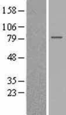 Western Blot GPSM2 Overexpression Lysate