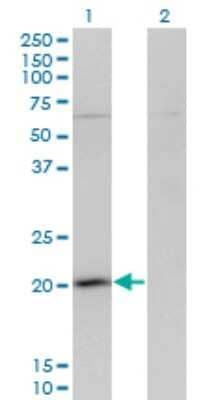 Western Blot: GPSM3 Antibody (1F11) [H00063940-M01] - Analysis of GPSM3 expression in transfected 293T cell line by GPSM3 monoclonal antibody (M01), clone 1F11.Lane 1: GPSM3 transfected lysate (Predicted MW: 17.9 KDa).Lane 2: Non-transfected lysate.