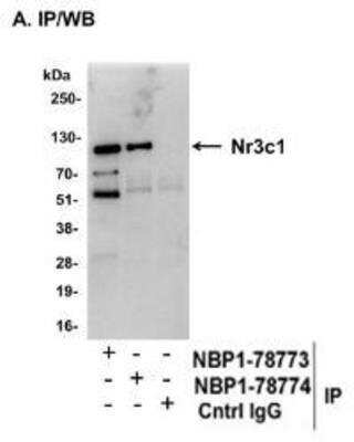 Immunoprecipitation: GR/NR3C1 Antibody [NBP1-78774] - Whole cell lysate (1 mg for IP, 20% of IP loaded) from NIH3T3 cells.  Affinity purified rabbit anti-GR antibody used for IP at 6 mcg/mg lysate.  GR was also immunoprecipitated by rabbit anti-GR antibody NBP1-78773 which recognizes a disparate epitope.